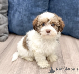 Photo №3. Le plus mignon que vous verrez aujourd'hui. La finlande