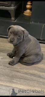 Photo №3. Staffordshire Bull Terrier.. Suède