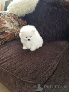 Photo №2 de l'annonce № 154180 de la vente spitz nain - acheter à Belgique annonce privée