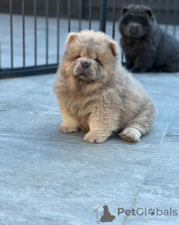 Photo №4. Je vais vendre chow-chow en ville de Prague.  - prix - 339€