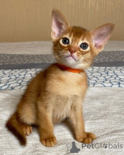 Photo №1. abyssin - à vendre en ville de Beiersdorf | négocié | Annonce № 167577