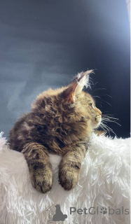 Photo №2 de l'annonce № 143878 de la vente maine coon - acheter à Fédération de Russie de la fourrière