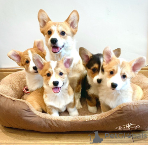 Photo №3. Chiots Pembroke Welsh Corgi Pembroke. Belgique