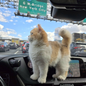 Photo №1. british shorthair - à vendre en ville de Glendalyugh | négocié | Annonce № 156777