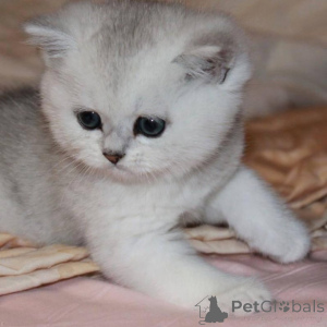 Photo №4. Je vais vendre british shorthair en ville de Serpoukhov. éleveur - prix - 269€