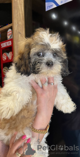 Photo №3. Le bonheur à la maison. Israël