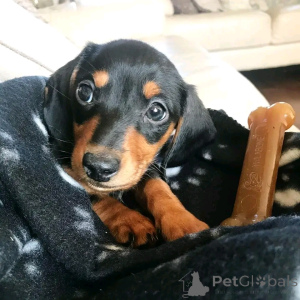 Photo №3. Dckels Puppies pour l'adoption. Allemagne