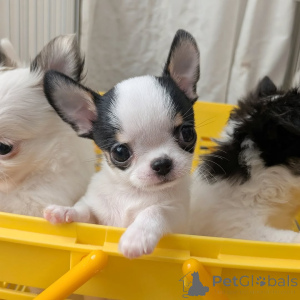 Photo №3. Vous avez de beaux chiens. J'aime les Chihuahuas, contactez WhatsApp Business. La finlande