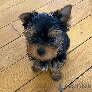 Photo №2 de l'annonce № 163331 de la vente yorkshire terrier - acheter à Monténégro annonce privée, de l'abri