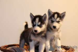 Photo №1. husky de sibérie - à vendre en ville de Братислава | négocié | Annonce №71117