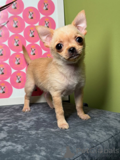 Photo №1. chihuahua - à vendre en ville de Helsinki | 500€ | Annonce №163634