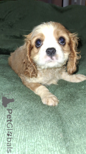 Photo №2 de l'annonce № 148744 de la vente cavalier king charles spaniel - acheter à Estonie annonce privée, de la fourrière, éleveur