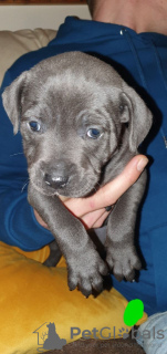 Photo №3. Chiots Staffordshire Bull Terrier disponibles.. La Grande-Bretagne