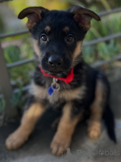 Photo №2 de l'annonce № 163768 de la vente berger allemand - acheter à Suisse annonce privée, éleveur