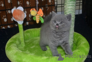 Photo №3. Chatons british shorthair à vendre.. Allemagne