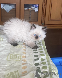 Photo №3. Chaton Ragdoll. Allemagne