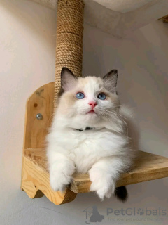 Photo №1. ragdoll - à vendre en ville de Москва | négocié | Annonce № 121719