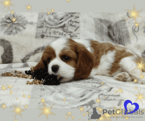 Photos supplémentaires: Cavalier King Charles Spaniel garçon prometteur