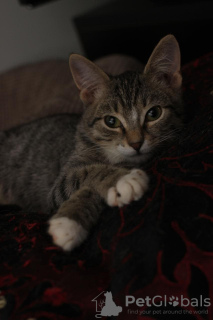 Photo №3. Stepan, chaton affectueux de 3 mois, entre de bonnes mains. Fédération de Russie
