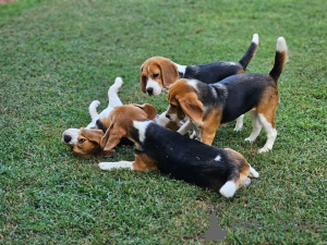 Photo №1.  - à vendre en ville de Amstetten | 581€ | Annonce №161138