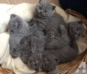 Photo №1. british shorthair - à vendre en ville de Włocławek | 564€ | Annonce № 158956