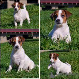 Photos supplémentaires: Réservation des chiots Jack Russell du chenil pour mai-juin