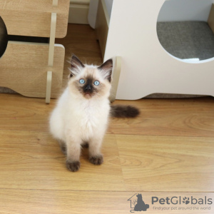 Photo №3. Sweet Loving Ragdoll Kittens pour vous. USA