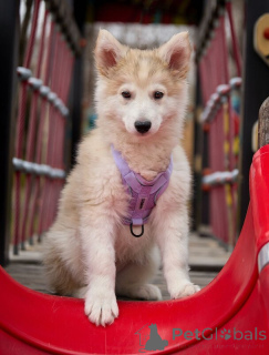 Photo №2 de l'annonce № 138830 de la vente chien bâtard - acheter à Fédération de Russie 