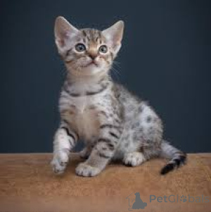 Photo №3. Ocicat-kissanpennut adoptoitavaksi. La finlande