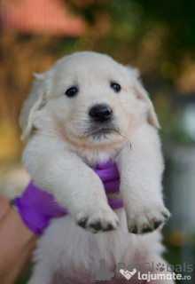 Photo №4. Je vais vendre golden retriever en ville de Ansubrg. annonce privée - prix - 500€