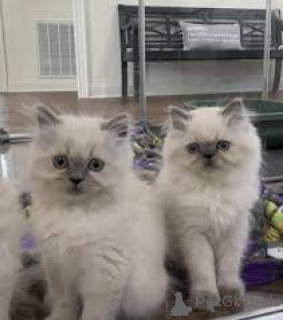 Photo №1. himalayen - à vendre en ville de Bruxelles | 484€ | Annonce № 165844