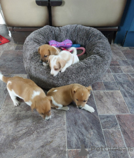 Photo №2 de l'annonce № 172855 de la vente jack russell terrier - acheter à Chypre annonce privée