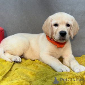 Photo №1. labrador retriever - à vendre en ville de Berlin | 600€ | Annonce №173204