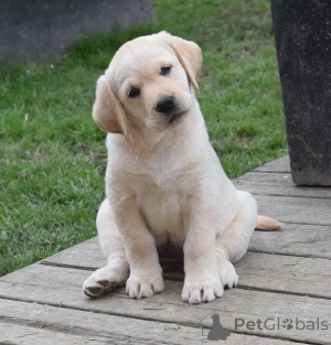 Photo №3. Chiots Labrador en bonne santé et joueurs disponibles pour les foyers aimants.. Allemagne