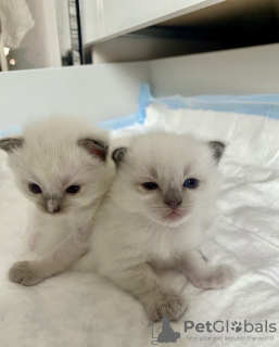 Photo №4. Je vais vendre ragdoll en ville de Texas City. annonce privée, éleveur - prix - 284€