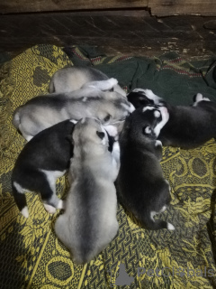 Photo №2 de l'annonce № 8036 de la vente husky de sibérie - acheter à Biélorussie annonce privée