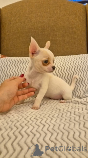 Photo №1.  - à vendre en ville de Anaheim | Gratuit | Annonce №164725