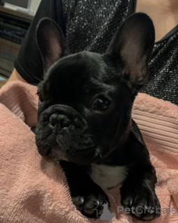 Photo №4. Je vais vendre bouledogue en ville de Halle (Saale). annonce privée - prix - 368€
