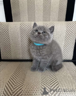 Photo №1. british shorthair - à vendre en ville de Luxembourg | 500€ | Annonce № 178330