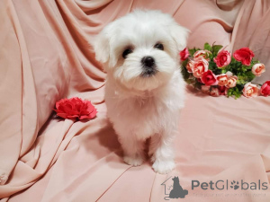Photo №1. bichon maltais - à vendre en ville de Miami | 691€ | Annonce №134970