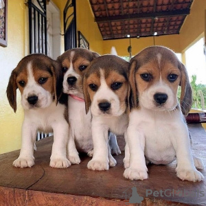 Photo №1. beagle - à vendre en ville de Vienna | 300€ | Annonce №47503