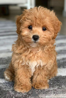 Photo №1. chien bâtard - à vendre en ville de Tbilissi | 669€ | Annonce №146103