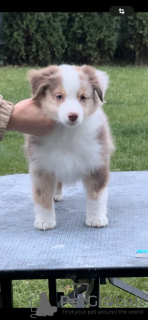 Photos supplémentaires: Chiots bergers américains miniatures (MAS)