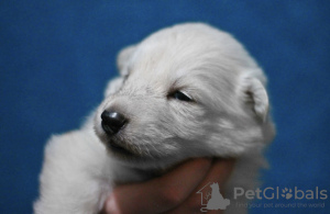Photo №4. Je vais vendre berger blanc suisse en ville de Tychy. éleveur - prix - négocié