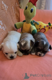 Photo №3. Chihuahua, beau mini chiot. Serbie