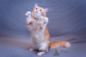Photos supplémentaires: Le charmant chat Ryzhik entre de bonnes mains