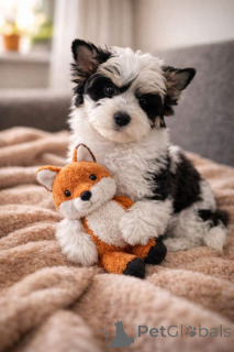 Photo №2 de l'annonce № 167365 de la vente biewer yorkshire terrier - acheter à La finlande annonce privée