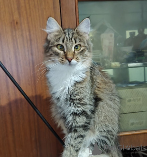 Photo №4. Je vais vendre  en ville de Minsk.  - prix - Gratuit