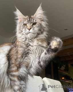 Photo №3. Chaton Mainecoon. La Grande-Bretagne
