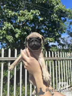Photo №1. carlin - à vendre en ville de Brandburg | négocié | Annonce №164349